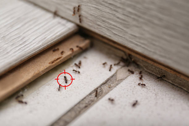 Best Wasp Removal Services  in Marysville, MI